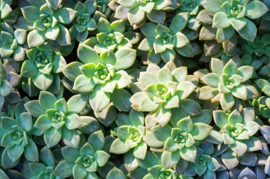 Sulu bitkiler (sulu kaktüsler)).