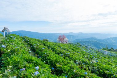 Bahçedeki mor ortanca çiçeğinin (Hydrangea makrophylla) doğal manzara görüntüsü.