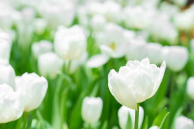 Çiçekli beyaz laleler. Koyu kırmızı yapraklı lale çiçekleri. çiçek düzenleme oluşturma.