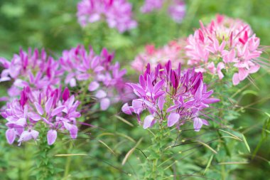Cleome Hassleriana genellikle Örümcek Çiçeği, Örümcek Bitkisi, Pembe Kraliçe ya da Büyükbabanın Bıyıkları olarak bilinir..