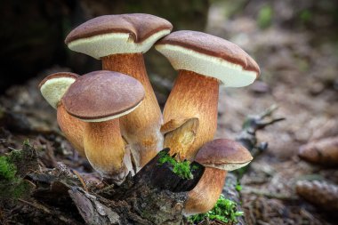 Yenilebilir Imleria badia mantarlarından oluşan inanılmaz bir grup. Yaygın olarak Bay Bolete olarak bilinir. Çek Cumhuriyeti, Avrupa