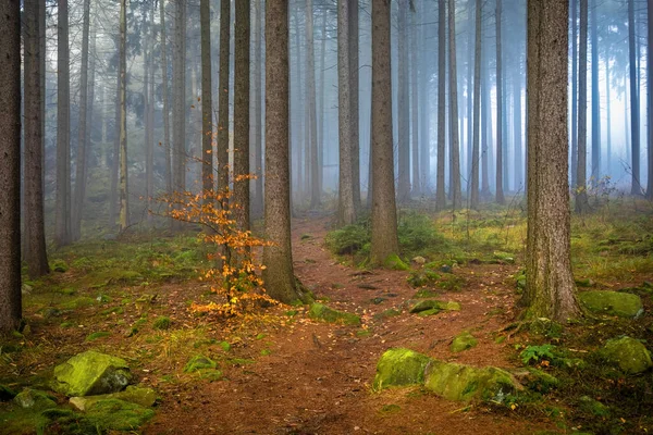 Осенние Еловые Леса Мистической Дымкой Чехия Европа — стоковое фото