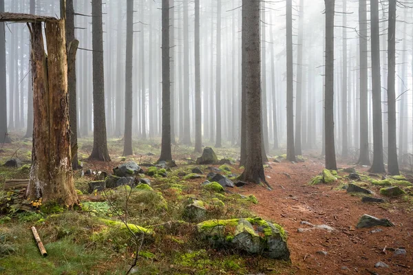 Bosque Abeto Otoño Con Piedras Neblina Mística República Checa Europa —  Fotos de Stock