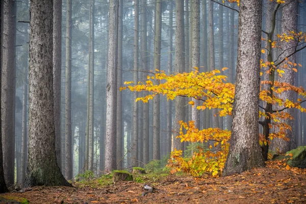 Осінній Ялиновий Ліс Барвисте Листя Буку Чеська Республіка Європа — стокове фото