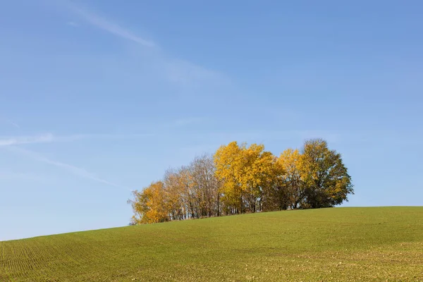 Podzimní Krajina Zeleným Polem Skupinou Barevných Stromů Pod Modrou Oblohou — Stock fotografie