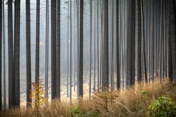 Bosque Abeto Otoño Brumoso Hierba Seca Hojas Coloridas República Checa —  Fotos de Stock