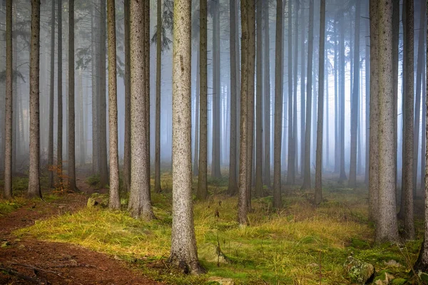 Bosque Abeto Otoño Brumoso Con Niebla Hierba Verde República Checa —  Fotos de Stock