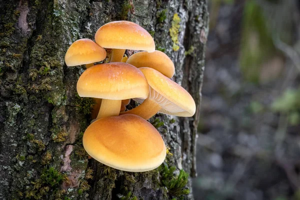 Shot Group Edible Mushrooms Known Enokitake Golden Needle Winter Mushrooms — Stock Photo, Image