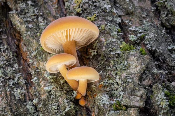 케이크 골든니들 버섯으로 알려진 나무껍질 멀리나 주사하였다 공화국 — 스톡 사진