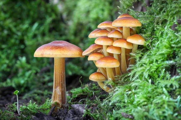 Shot Group Edible Mushrooms Known Enokitake Golden Needle Winter Mushrooms — Stock Photo, Image