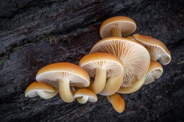 Enokitake, Golden Needle ya da kış mantarı olarak bilinen grup yenilebilir mantarlar. Flammulina velütipes. Çek Cumhuriyeti, Avrupa.