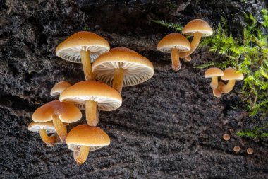 Enokitake, Golden Needle ya da kış mantarı olarak bilinen grup yenilebilir mantarlar. Ağaç kabuğundaki flammulina velutipes. Çek Cumhuriyeti, Avrupa.