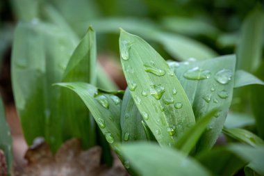 Ramson olarak bilinen Allium ursinum, yabani sarımsak, geniş yapraklı sarımsak, ahşap sarımsak, ayı pırasası ya da su damlası olan ayılar. Çek Cumhuriyeti, Avrupa.