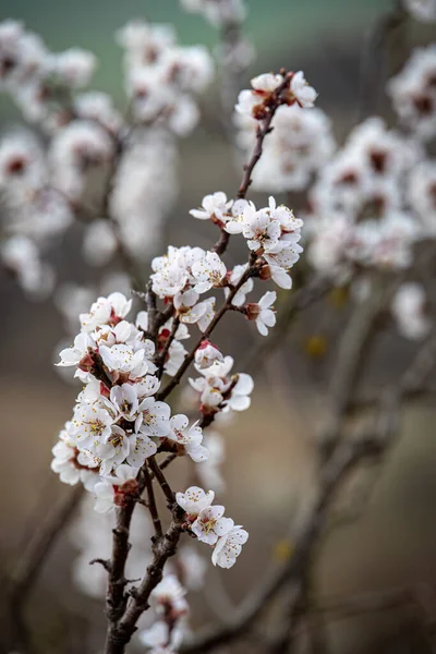 Весенние Белые Цветы Ветвях Деревьев Чехия Европа — стоковое фото