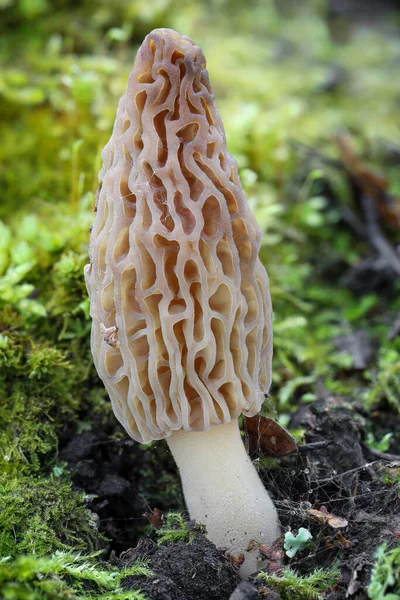 Tiros Cogumelos Morel Surpreendentes Comestíveis Saborosos República Checa Europa — Fotografia de Stock