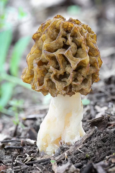 令人惊奇的 可食用的和美味的莫雷尔蘑菇 捷克共和国 — 图库照片