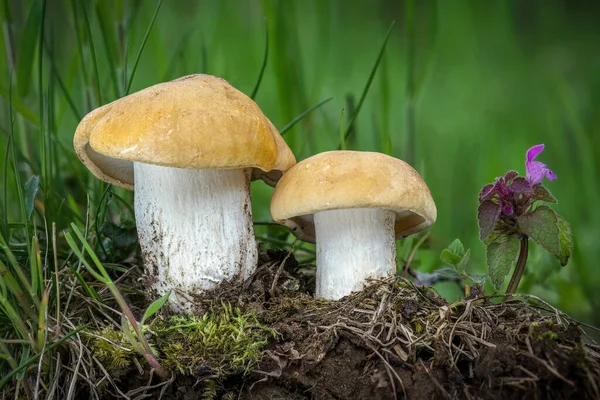 Edible Mushroom Calocybe Gambosa Commonly Known Georges Mushroom Czech Republic — Stock Photo, Image