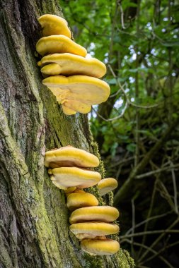 Yenebilir mantar Laetiporus sülfür genellikle orman yengeci, sülfür polipori ya da ağaç gövdesindeki orman tavuğu olarak bilinir - Çek Cumhuriyeti, Avrupa