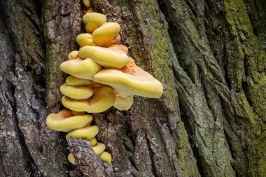 Yenebilir mantar Laetiporus sülfür genellikle orman yengeci, sülfür polipori ya da ağaç gövdesindeki orman tavuğu olarak bilinir - Çek Cumhuriyeti, Avrupa