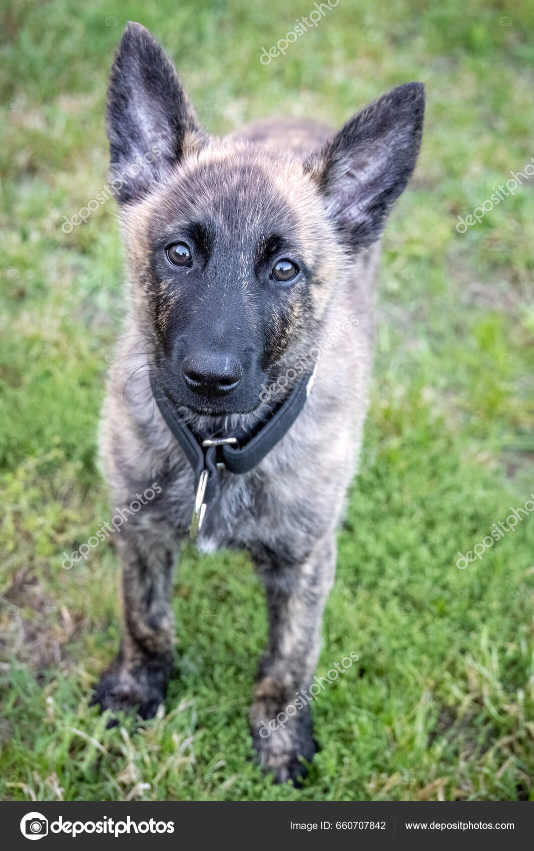 Czech shepherd puppy 2025