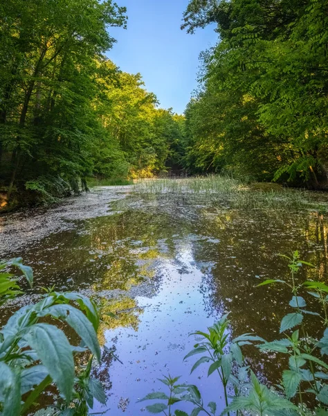 Bosque Verano Con Estanque Bajo Cielo Azul República Checa Europa —  Fotos de Stock