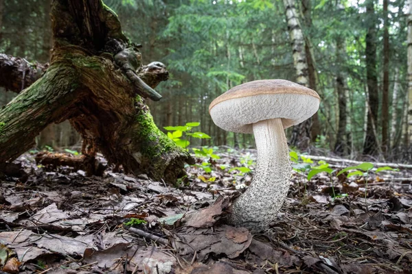 Edible mushroom Leccinum scabrum (commonly known as rough-stemmed bolete, scaber stalk and birch bolete) in summer forest - Czech Republic, Europe