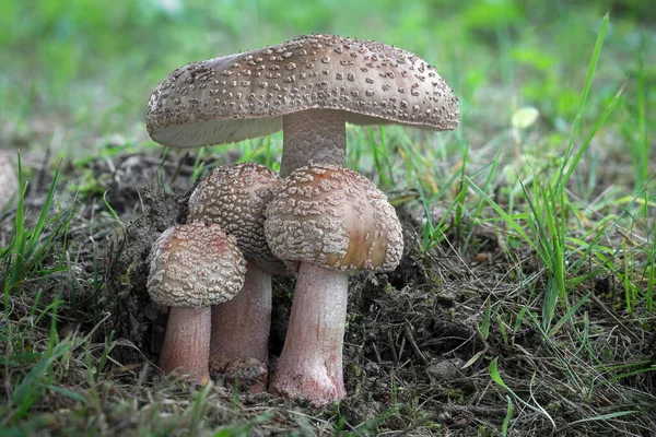Detailaufnahme Einer Erstaunlichen Gruppe Essbarer Pilze Amanita Rubescens Bekannt Als — Stockfoto