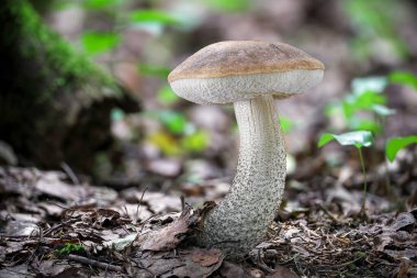 Yenebilir mantar Leccinum scabrum (yaygın olarak kaba saplı bolete, scaber stalk ve huş bolete olarak bilinir) bulanık geçmişi olan ormanda - Çek Cumhuriyeti, Avrupa