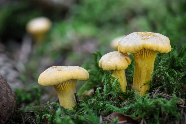 Close Shot Group Edible Yellow Mushrooms Cantharellus Cibarius Also Known — Stock Photo, Image