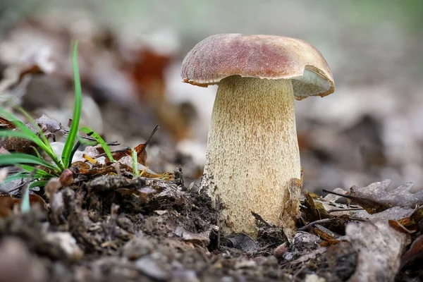 Delicious Edible Mushroom Boletus Reticulatus Commonly Known Summer Cep Forest — Stock Photo, Image