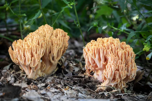 Close-up shot of mushrooms Ramaria species commonly known as pink coral fungus - Czech Republic, Europe