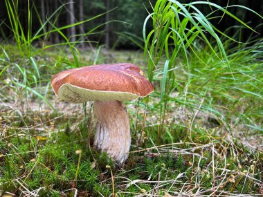 Yeşil çimlerde septik olarak bilinen yenebilir mantar boletus edulis 'in detaylı çekimi. Çek Cumhuriyeti, Avrupa.