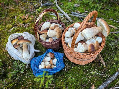 Yaz ormanlarında yosunlu porcini taşıyan sepet ve tuval torbaları - Çek Cumhuriyeti, Avrupa