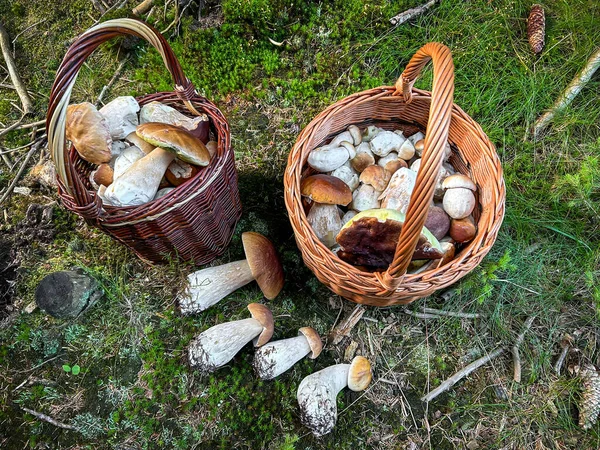 Paar Weidenkörbe Mit Pilzen Auf Waldmoos Und Gras Tschechische Republik — Stockfoto