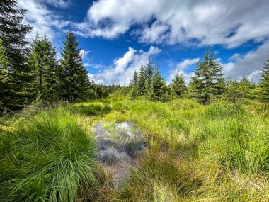 Mavi gökyüzünün altında, beyaz bulutlu güzel otlak ladin ormanı - Jizera Dağları, Çek Cumhuriyeti, Avrupa