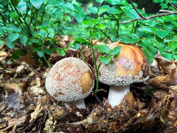 Detail Shot Amazing Edible Mushroom Amanita Rubescens Known Blusher Czech — Stock Photo, Image