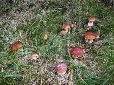 Bir grup yenilebilir mantar boletus edulis. Çimenlerdeki bozuk para çöreği olarak bilinir. Çek Cumhuriyeti, Avrupa