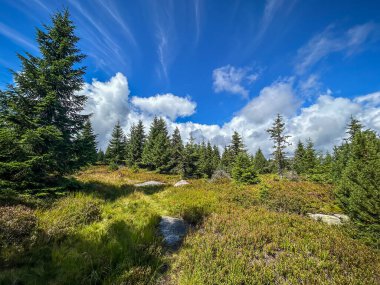 Beyaz bulutlu ladin ormanı altında harika bir yaz manzarası - Jizera Dağları, Çek Cumhuriyeti, Avrupa