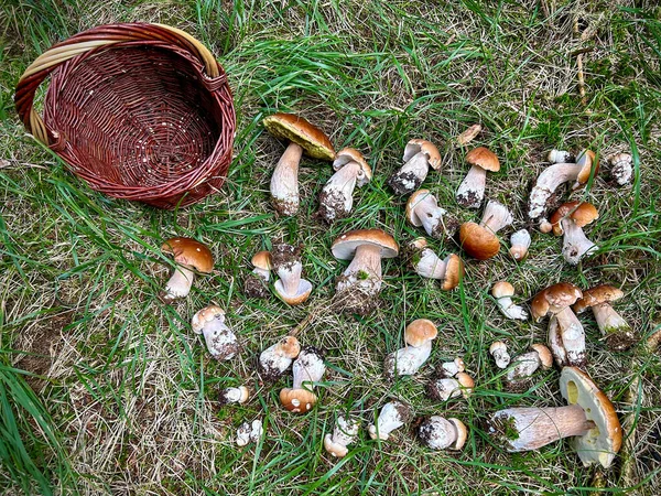 在森林里 一群可食用的蘑菇在草地上被称为彭邦和柳条筐 捷克共和国 — 图库照片