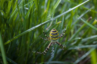 Argiope bruennichi 'nin yakın plan çekimleri. Eşekarısı örümceği olarak bilinir. Çek Cumhuriyeti, Avrupa
