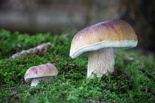 Stock image Two amazing porcini mushrooms in green moss - Czech Republic, Europe