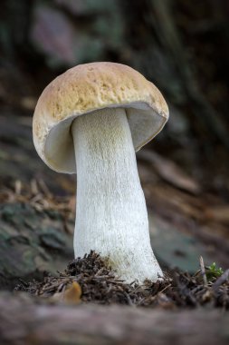 Yenebilir mantar Boletus edulis, cep, bozuk para veya porcini olarak bilinir. Çek Cumhuriyeti, Avrupa.