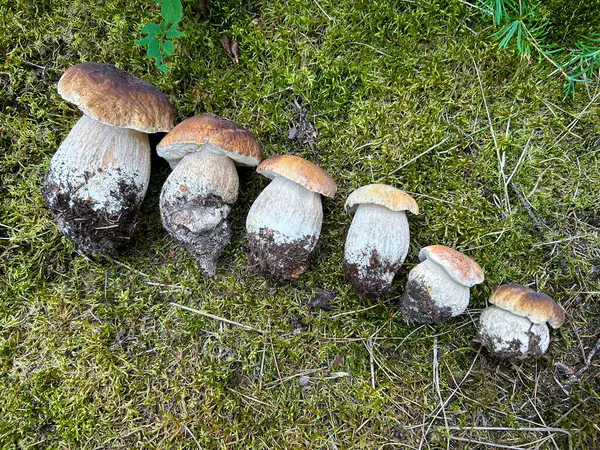 Shot Amazing Edible Mushrooms Boletus Edulis Known Penny Bun Grass — Stockfoto