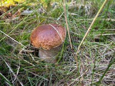 Çimenli çörekler olarak bilinen inanılmaz yenilebilir mantar boletus edulis - Çek Cumhuriyeti, Avrupa