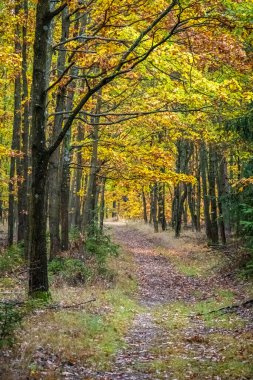 Renkli sonbahar ormanlarından geçen sonbahar yolu - Çek Cumhuriyeti, Avrupa