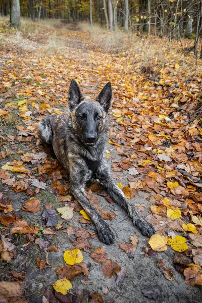 Dutch Shepherd dog lies on forest path in fall forest with fallen colorful leaves - Czech Republic, Europe