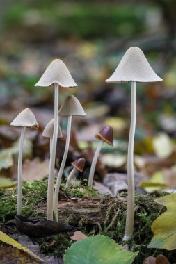 Renkli sonbahar ormanlarında bir grup güzel ince mantar - Çek Cumhuriyeti, Avrupa