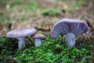 İnanılmaz yenilebilir mantar grubu Lepista nuda halk arasında ahşap üfleme olarak bilinir - Çek Cumhuriyeti, Avrupa