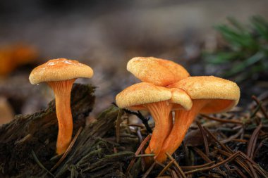Yenilemez Hygrophoropsis aurantiaca mantarları grubu genellikle sahte chanterelle olarak bilinir - Çek Cumhuriyeti, Avrupa