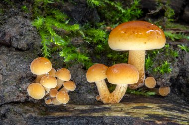 Enokitake, Golden Needle ya da kış mantarı olarak bilinen küçük yenilebilir mantarlar. Flammulina Velutipes. Çek Cumhuriyeti, Avrupa.